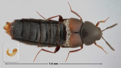 Aleochara curtula